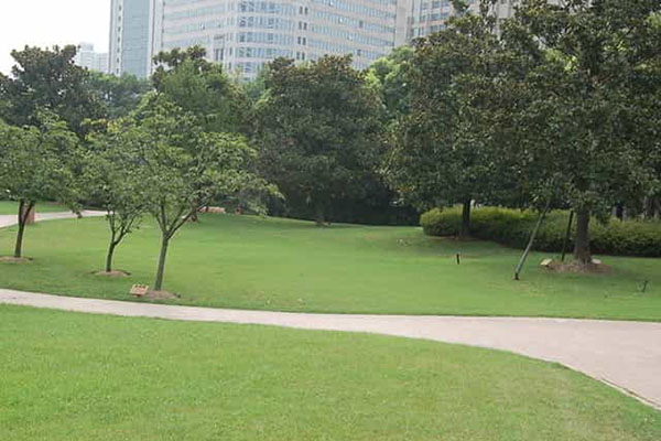 綠化養護如何成功移植植物？